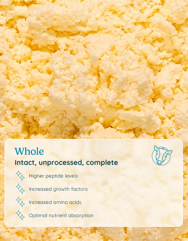 Whole colostrum: intact, unprocessed, complete — higher peptide levels, increased growth factors, increased amino acids, optimal nutrient absorption.